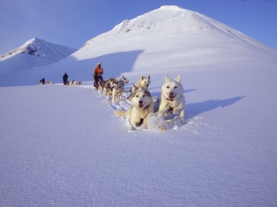 L'enthousiasme des huskys 