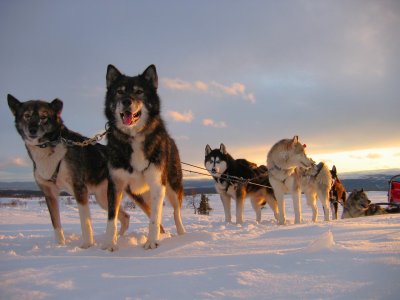 Equipe de huskys au soleil du soir