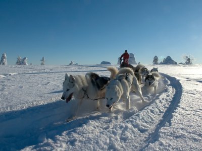 Eigenes Huskygespann