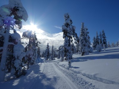 Verschneite Bäume am Kukas