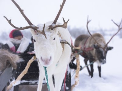 Kein Norwegen ohne Rentiere