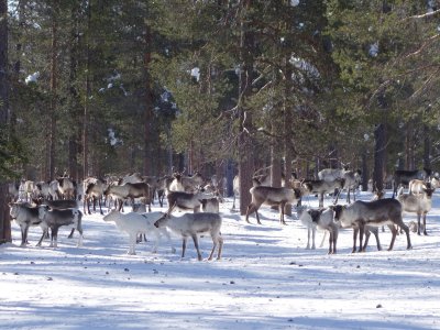 Observation des troupeaux de rennes !