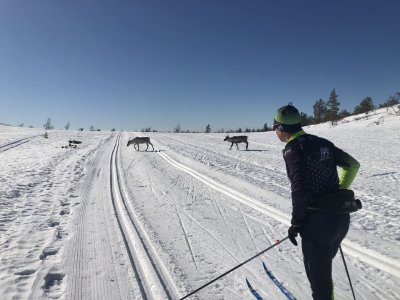 Rentiere kreuzen plötzlich