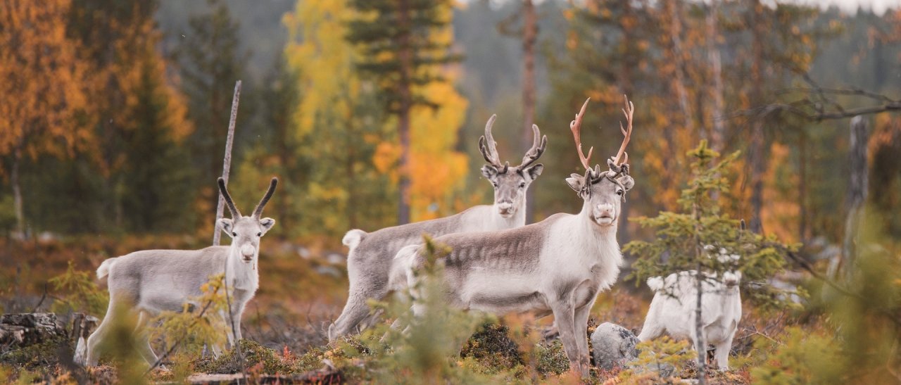 Un groupe de rennes au aguet !